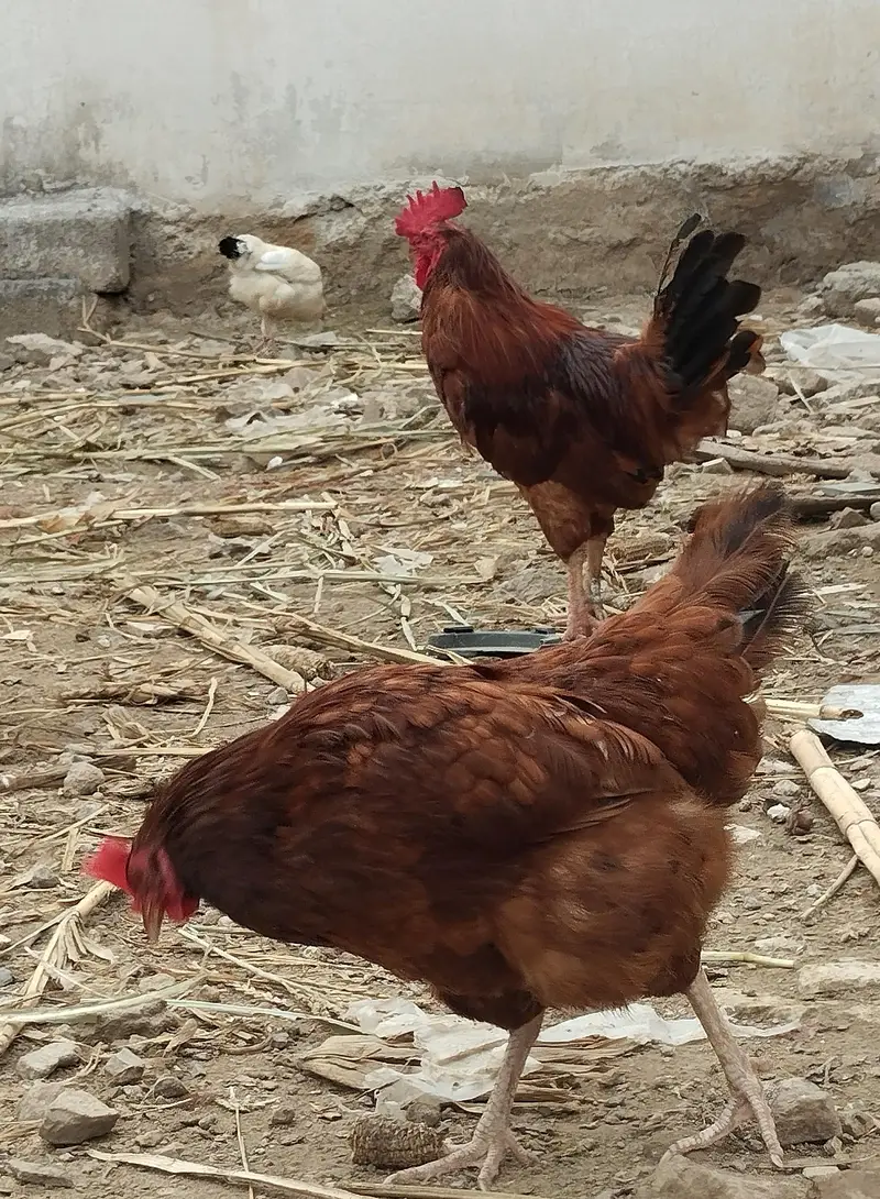 Pure Yellow leg RIR pair — photo 5