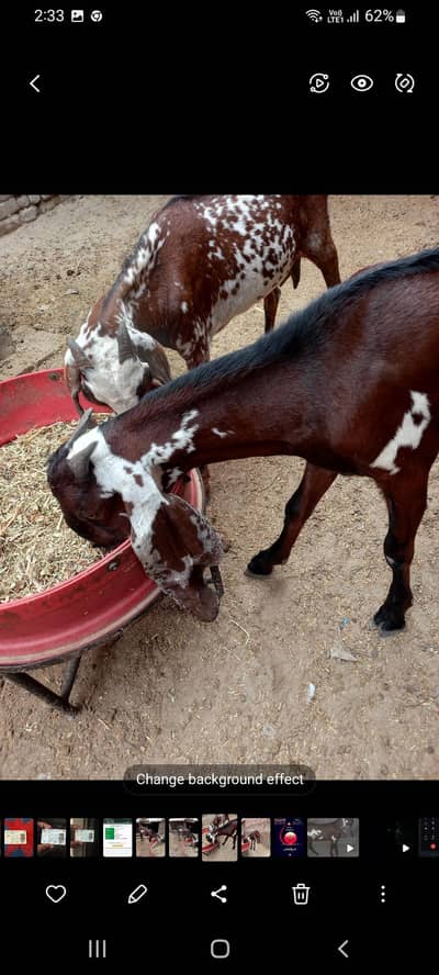 Ambarsari Beetal bakra