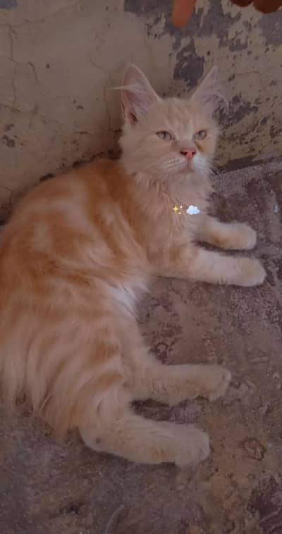 Triple Coated Persian Kittens
