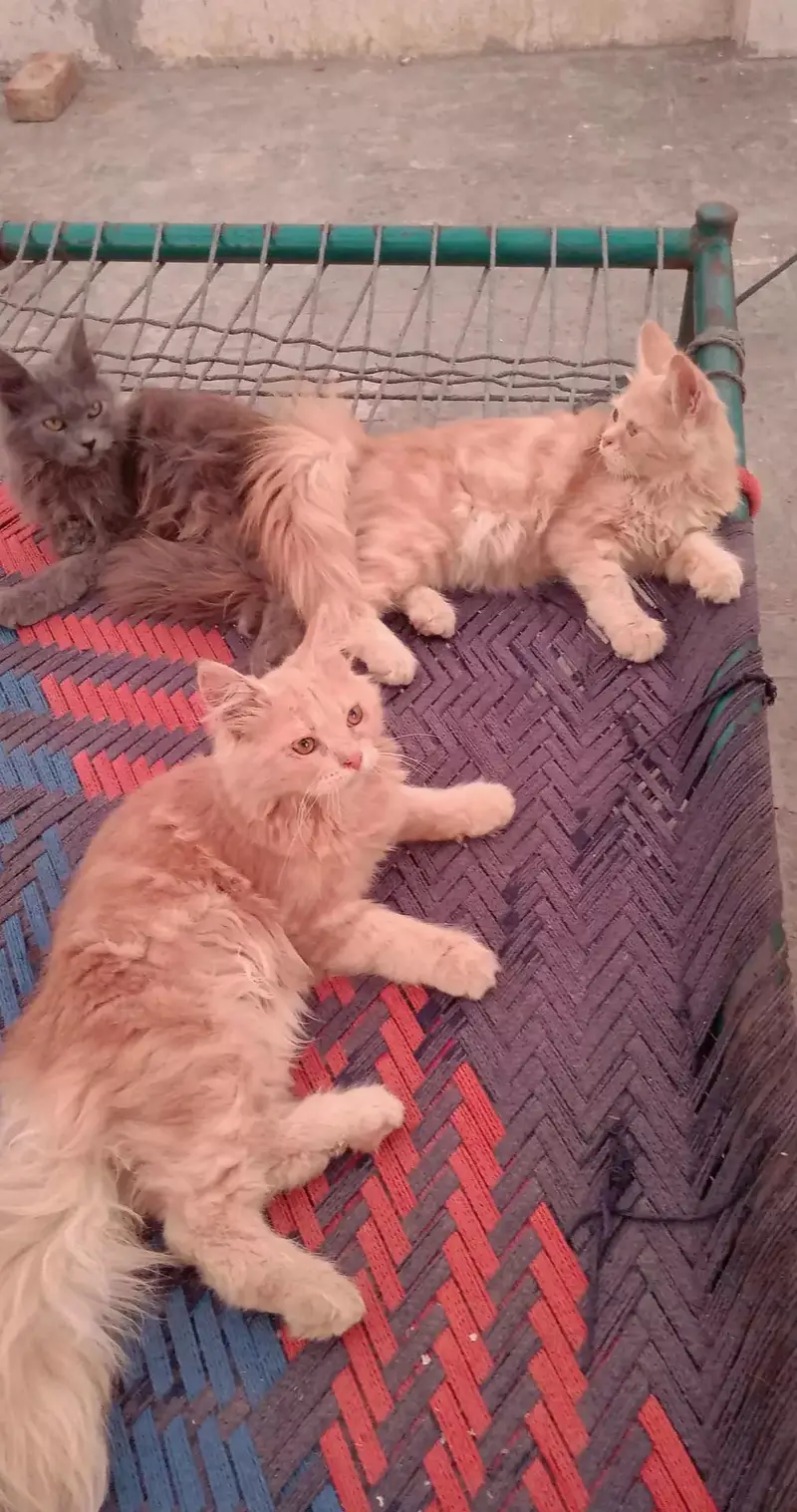 Triple Coated Persian Kitten — photo 4