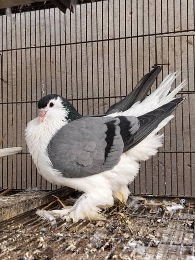 imported European Lahore shirazi (ring birds)