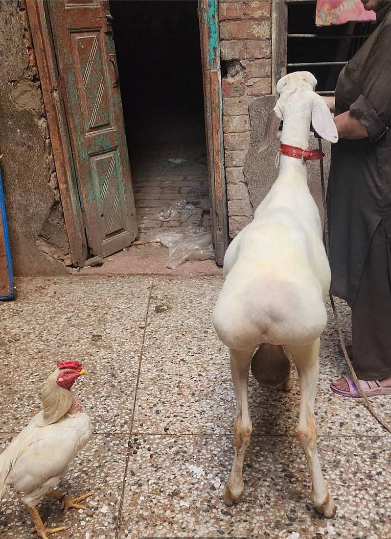 turkey dumba 2