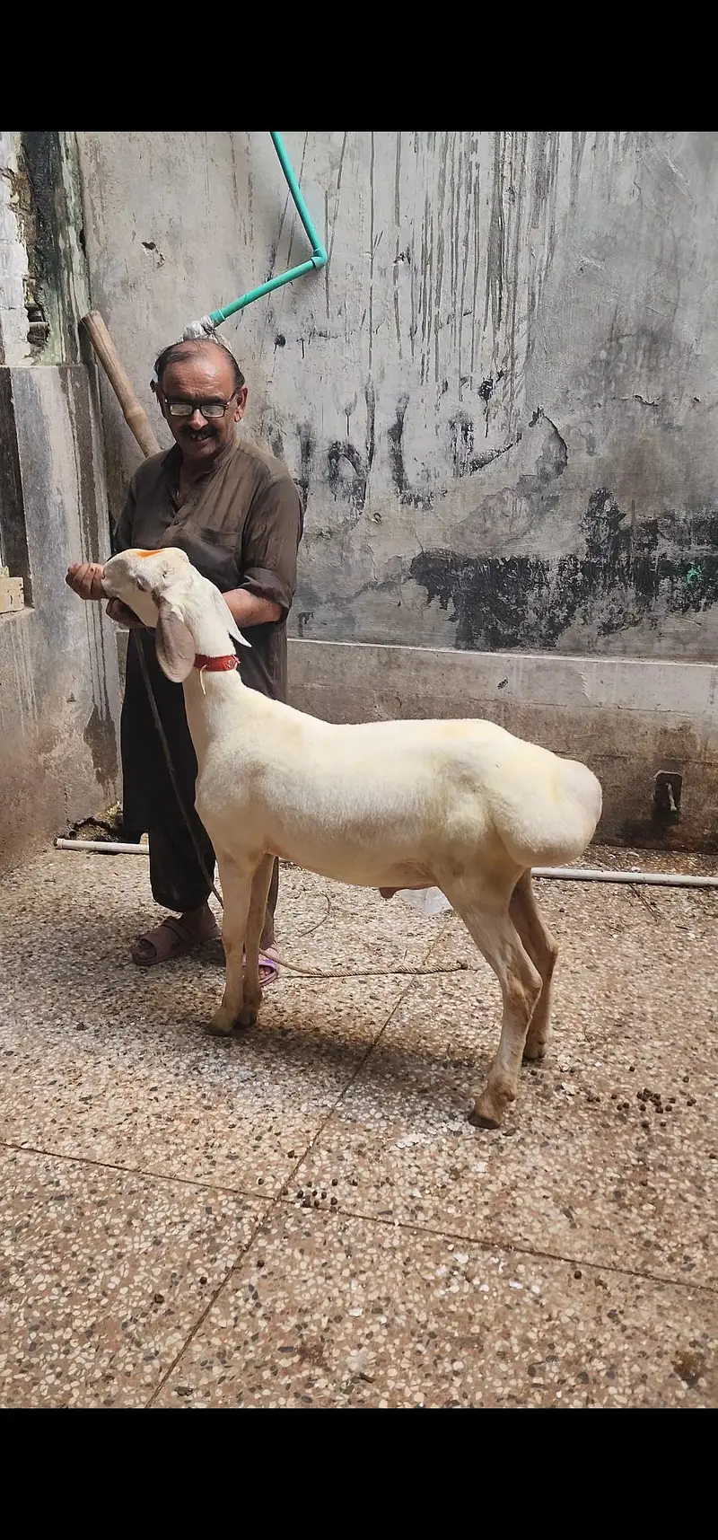 turkey dumba — photo 4