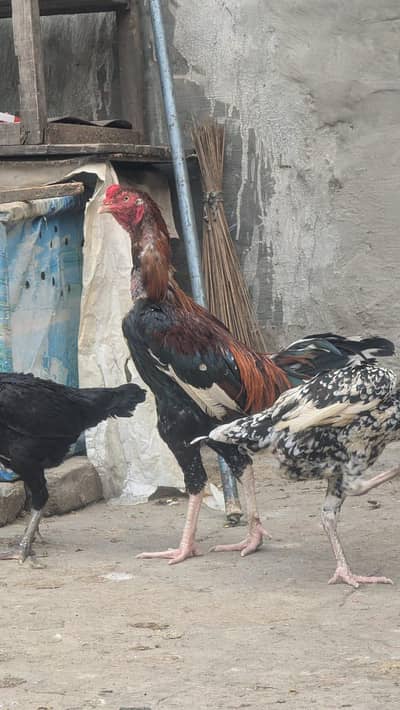 Aseel murga /aseel murgia for sale