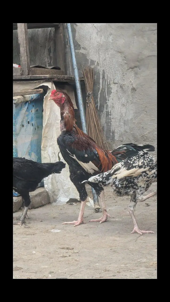 Aseel murga /aseel murgia for sale — photo 2
