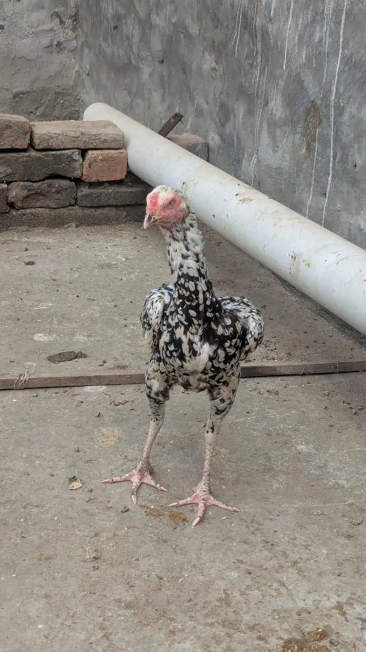 Aseel murga /aseel murgia for sale — photo 4