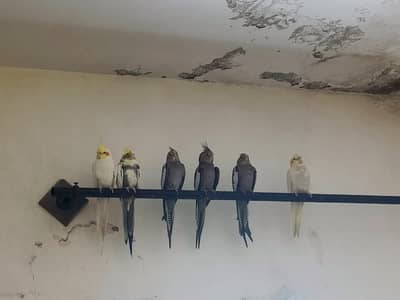 cocktails for sale