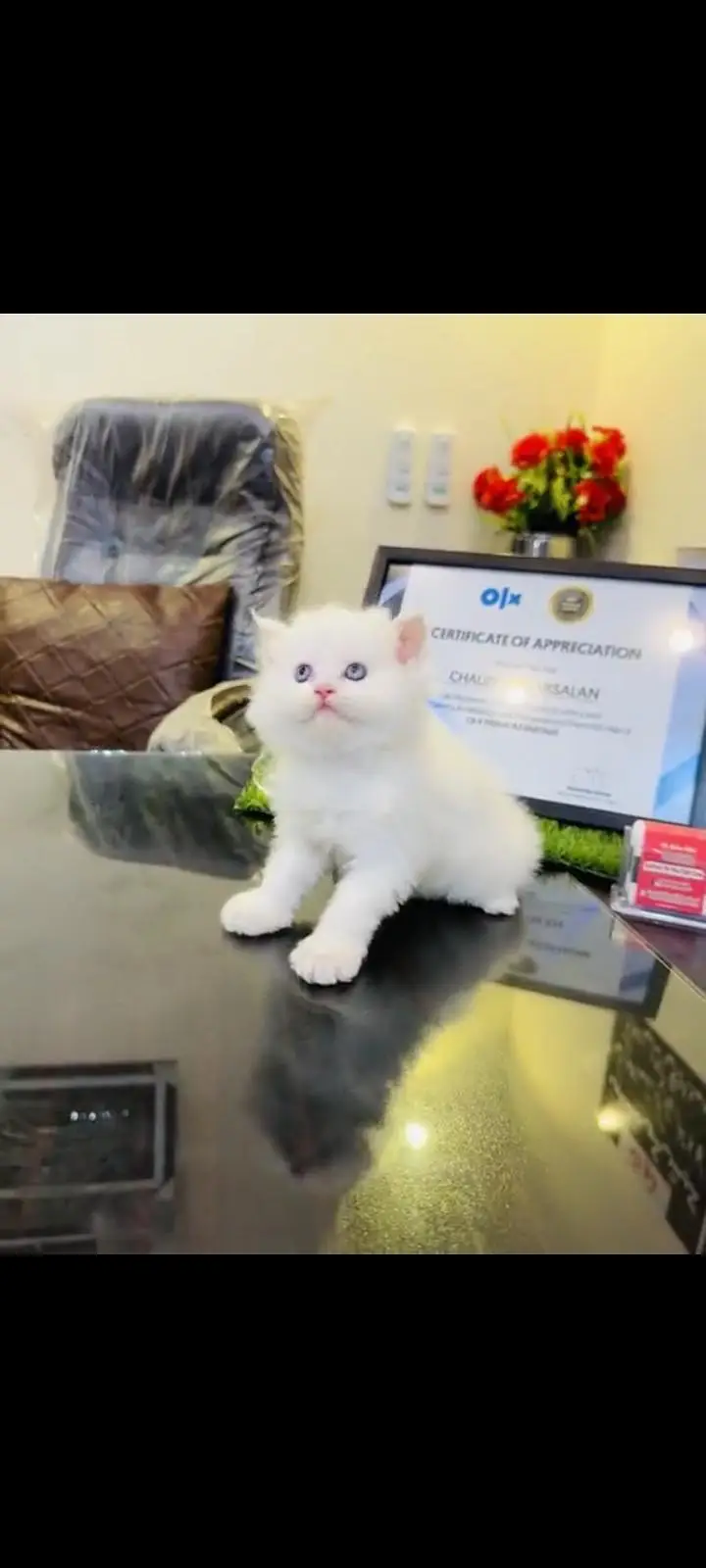persian cat for sale — photo 3