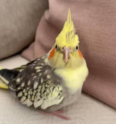 tammed cockatiel