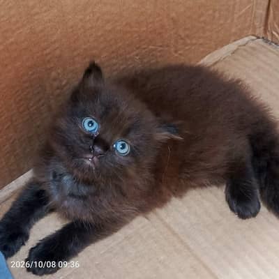 black brown Persian kittens for sale