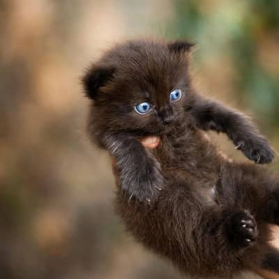 black brown Persian kittens for sale