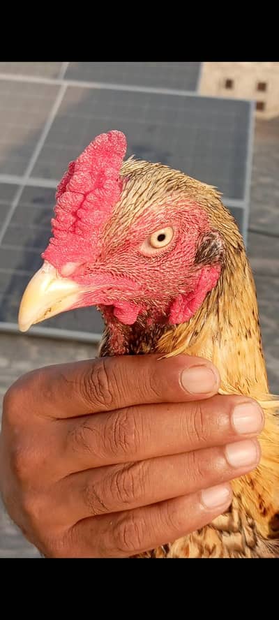 Aseel thai breed 2 male 3 female
