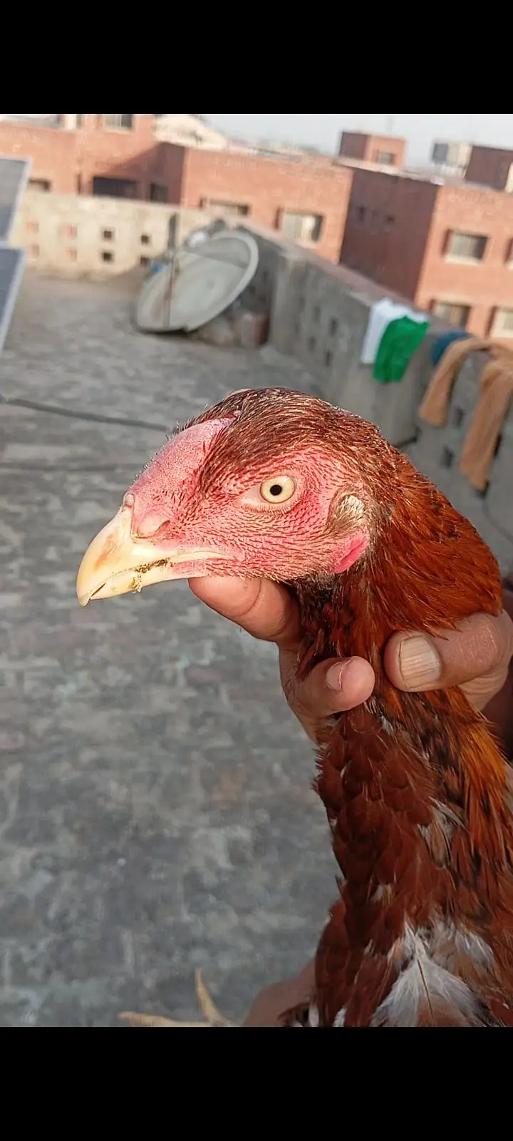 Aseel thai breed 2 male 3 female — photo 4