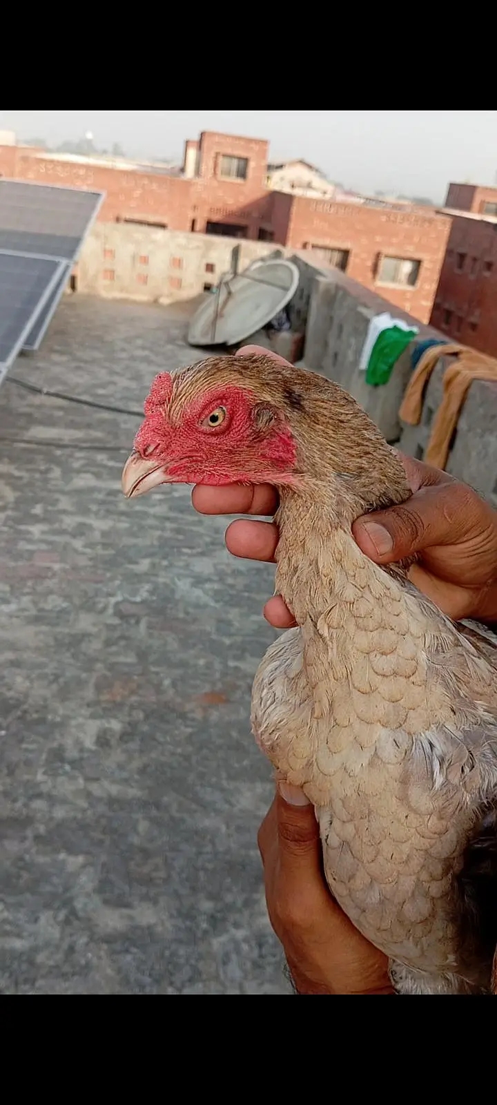 Aseel thai breed 2 male 3 female — photo 9