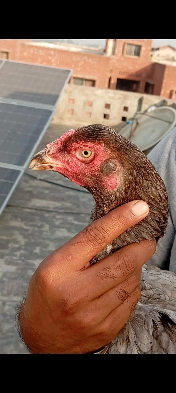 Aseel thai breed 2 male 3 female — photo 12