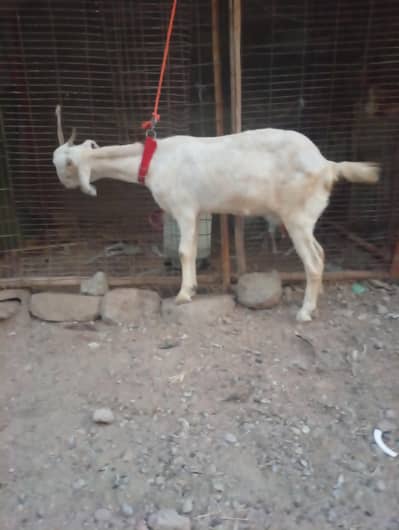 Teddy White And Brown Gabban Bakri Sale