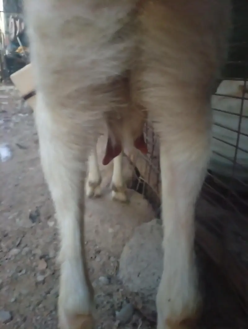 Teddy White And Brown Gabban Bakri Sale — photo 2