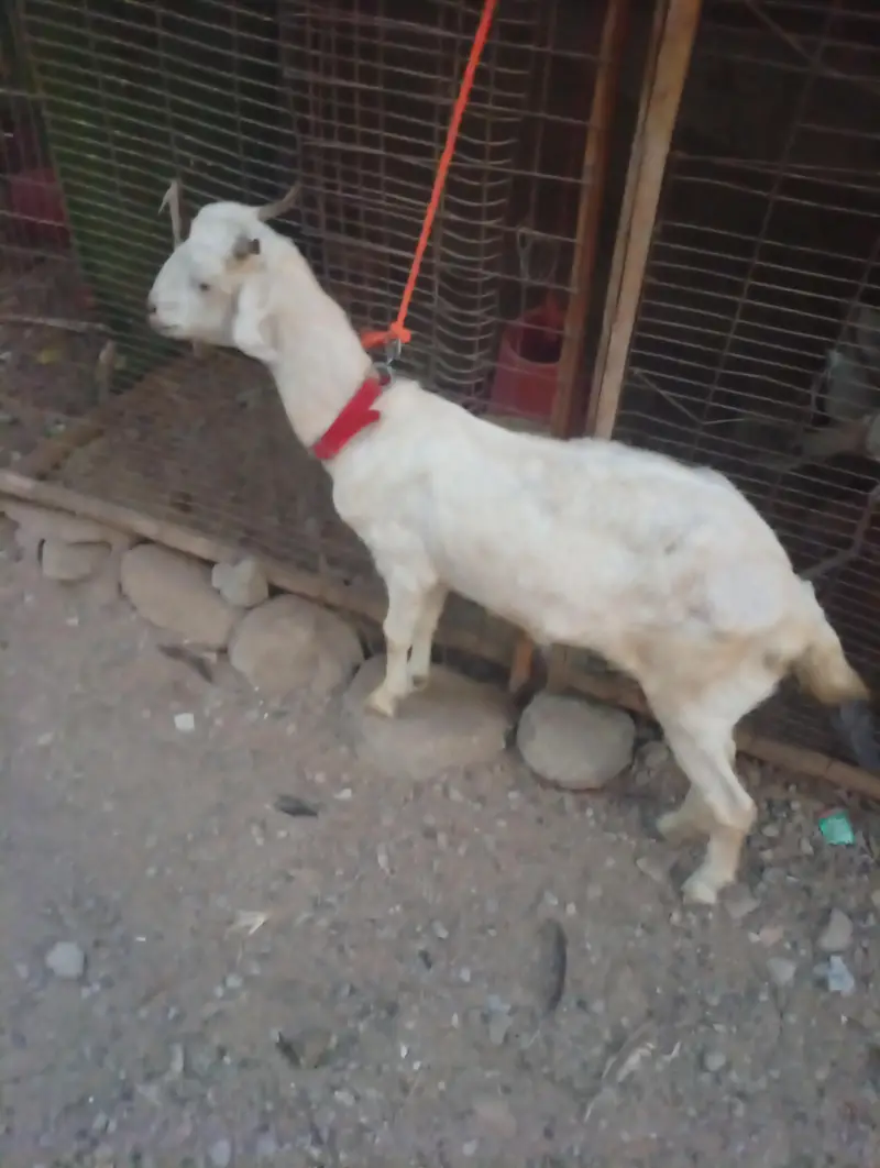 Teddy White And Brown Gabban Bakri Sale — photo 3