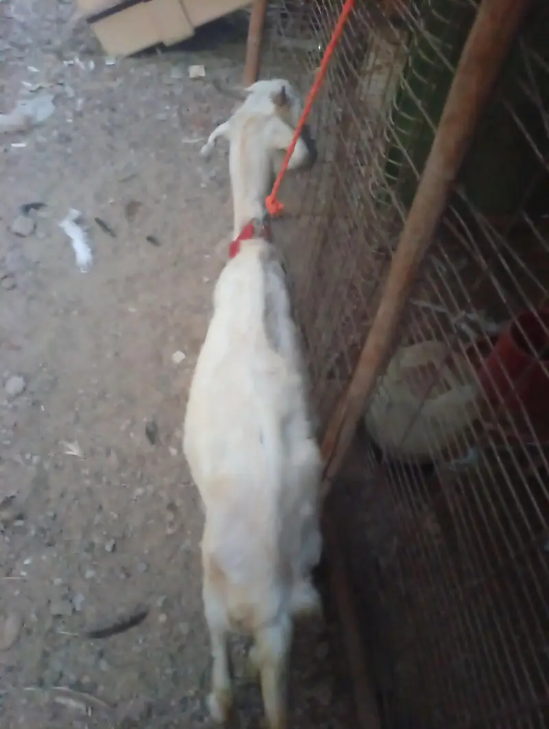 Teddy White And Brown Gabban Bakri Sale — photo 4