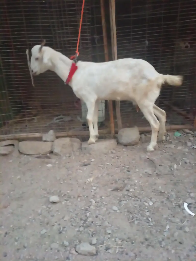 Teddy White And Brown Gabban Bakri Sale — photo 5