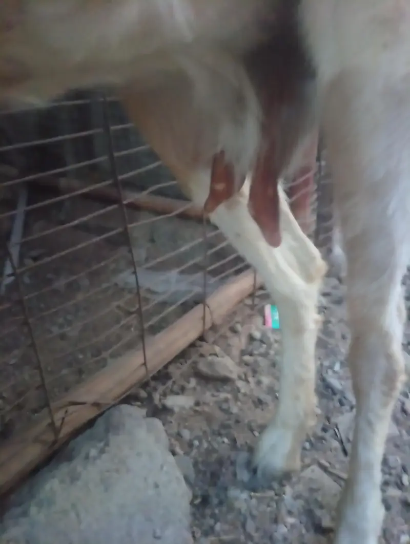 Teddy White And Brown Gabban Bakri Sale — photo 6