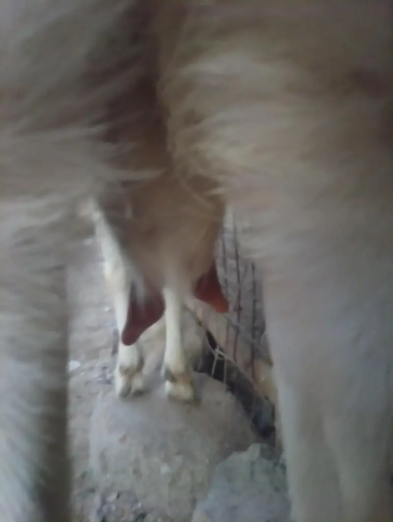 Teddy White And Brown Gabban Bakri Sale — photo 7