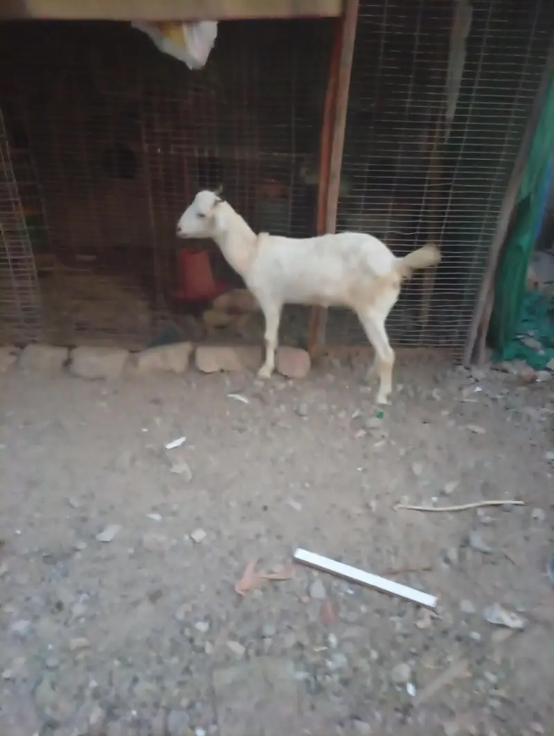 Teddy White And Brown Gabban Bakri Sale — photo 8