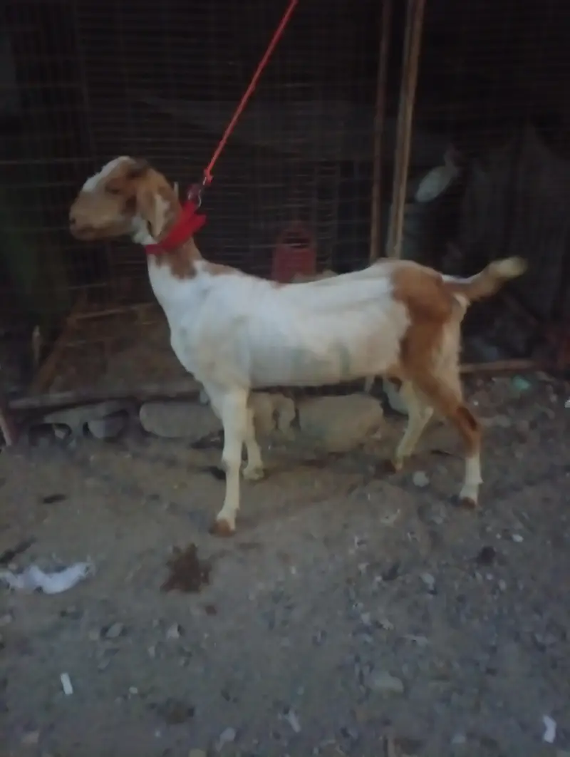 Teddy White And Brown Gabban Bakri Sale — photo 9