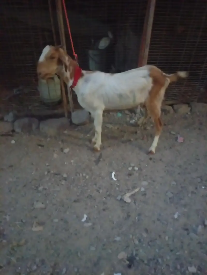 Teddy White And Brown Gabban Bakri Sale — photo 10