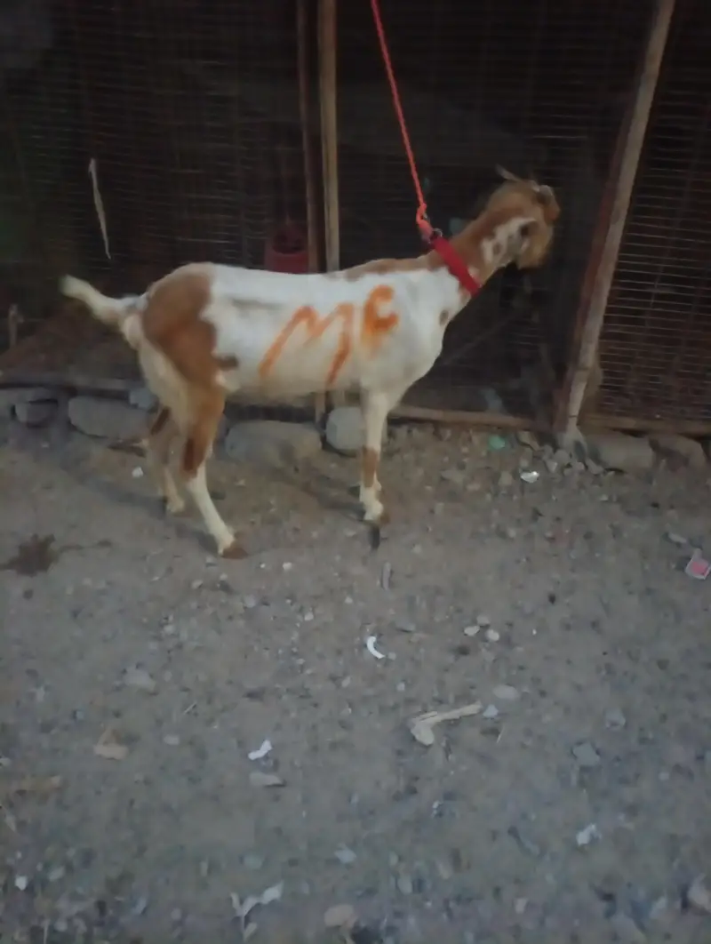 Teddy White And Brown Gabban Bakri Sale — photo 11