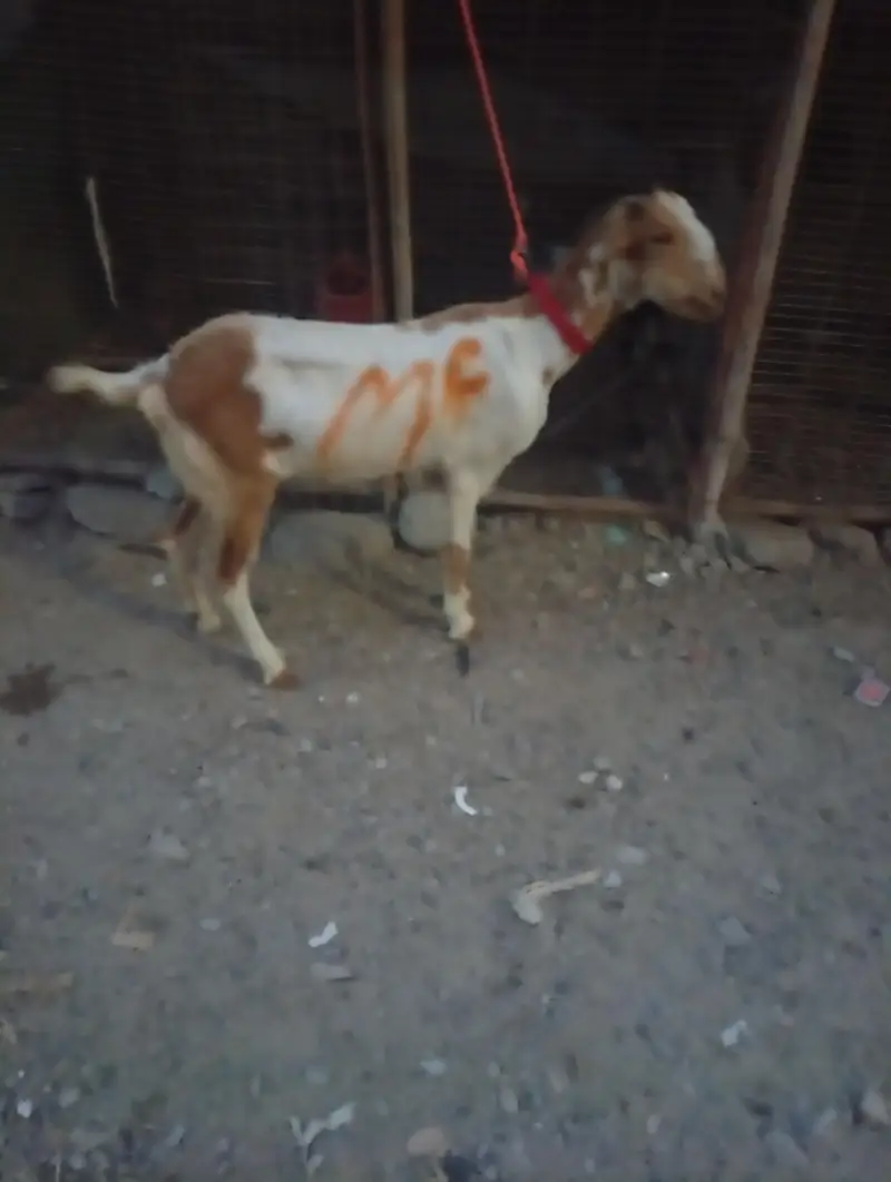 Teddy White And Brown Gabban Bakri Sale — photo 12