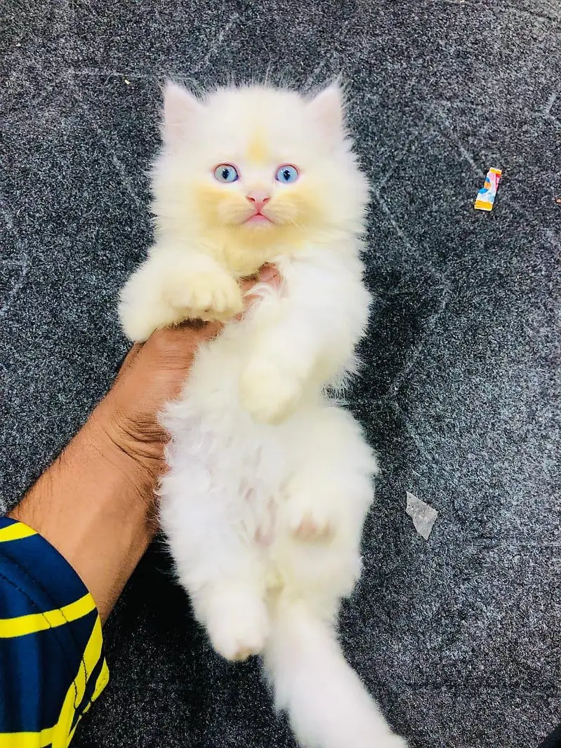 cash on delivery available Persian punch face cat kitten — photo 10