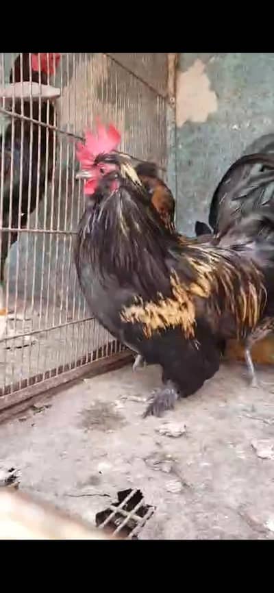 fancy hens pairs available