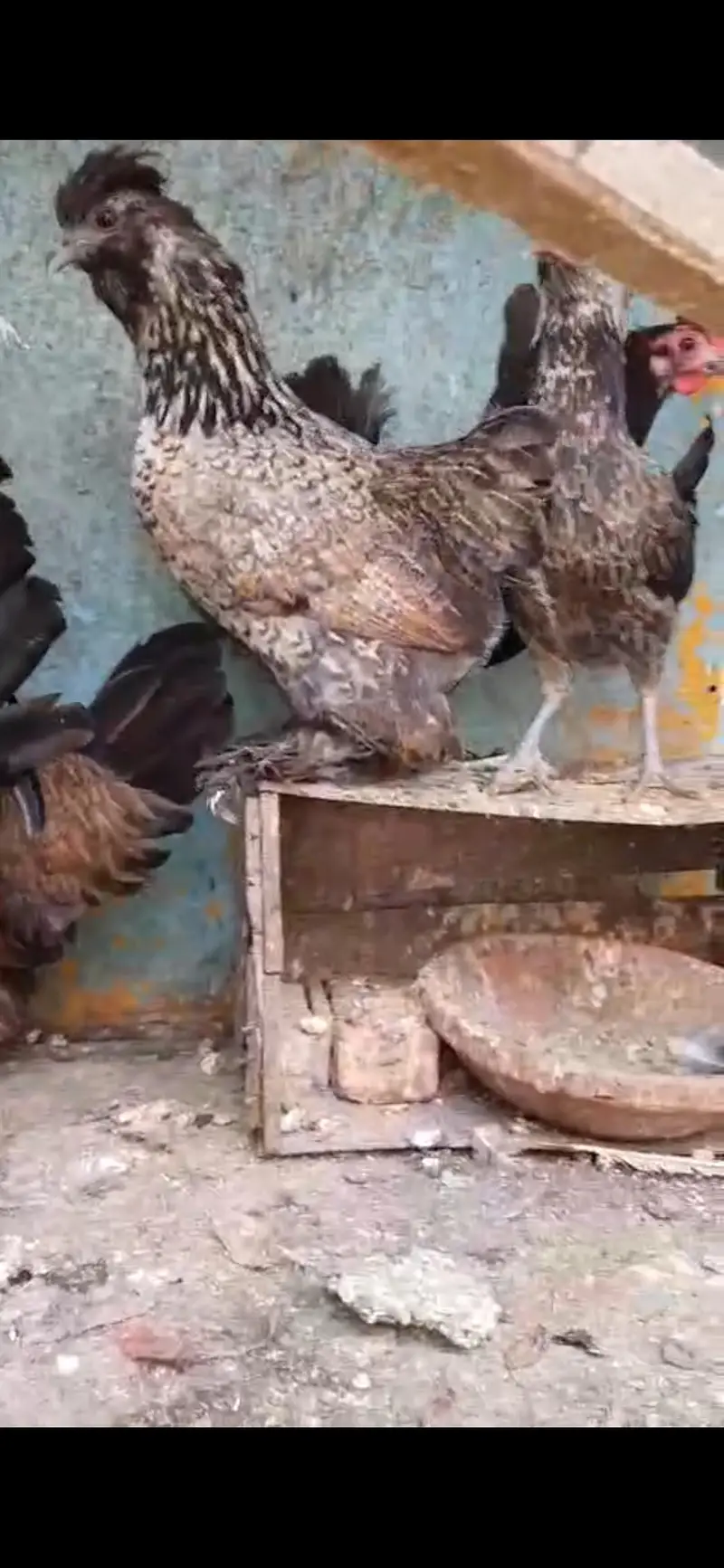 fancy hens pairs available — photo 2