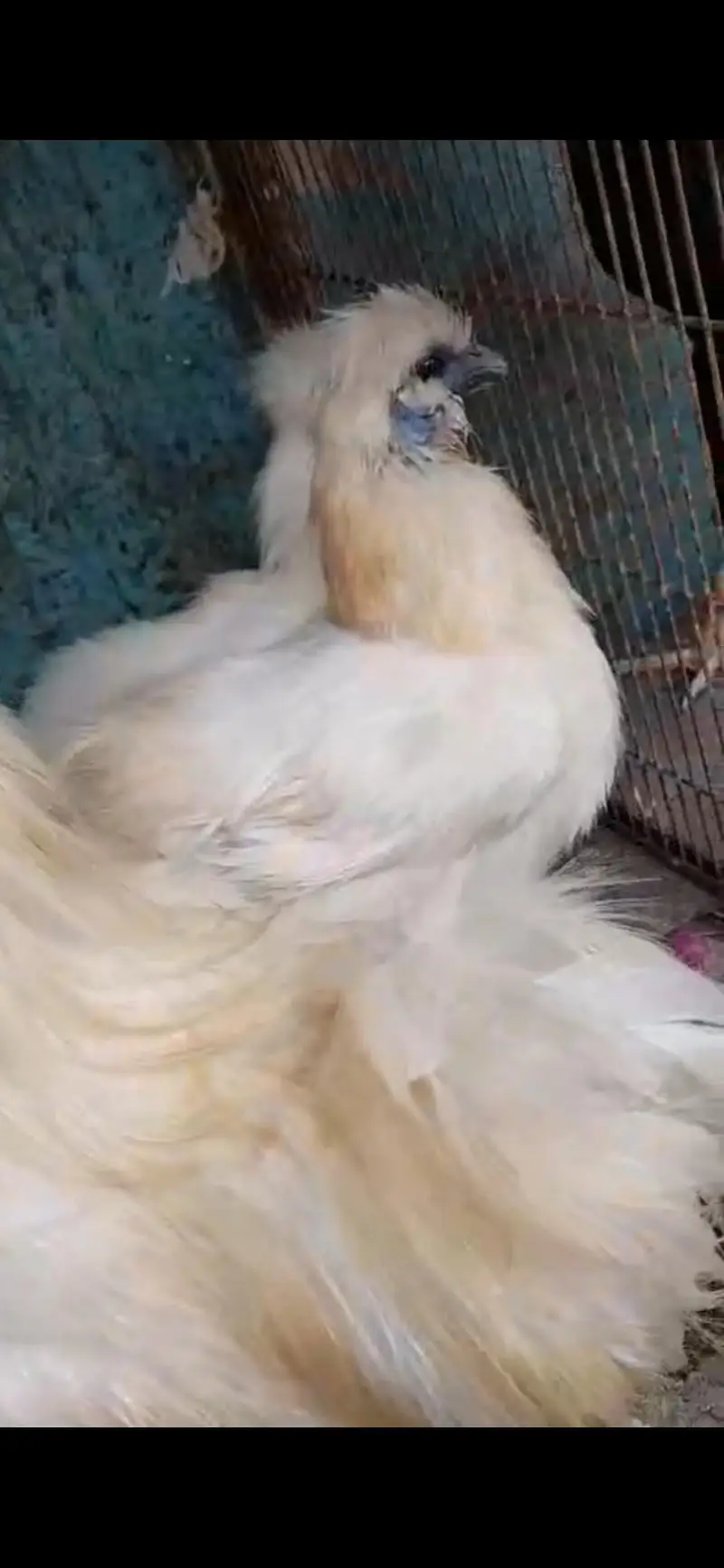 fancy hens pairs available — photo 3