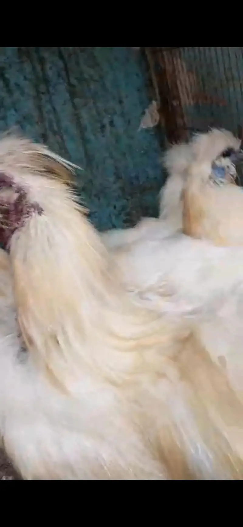 fancy hens pairs available — photo 4