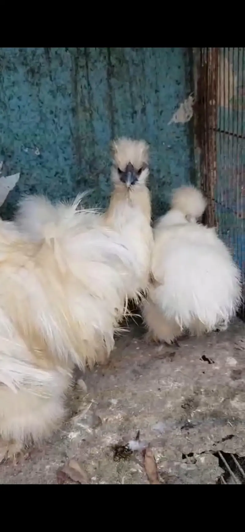 fancy hens pairs available — photo 5