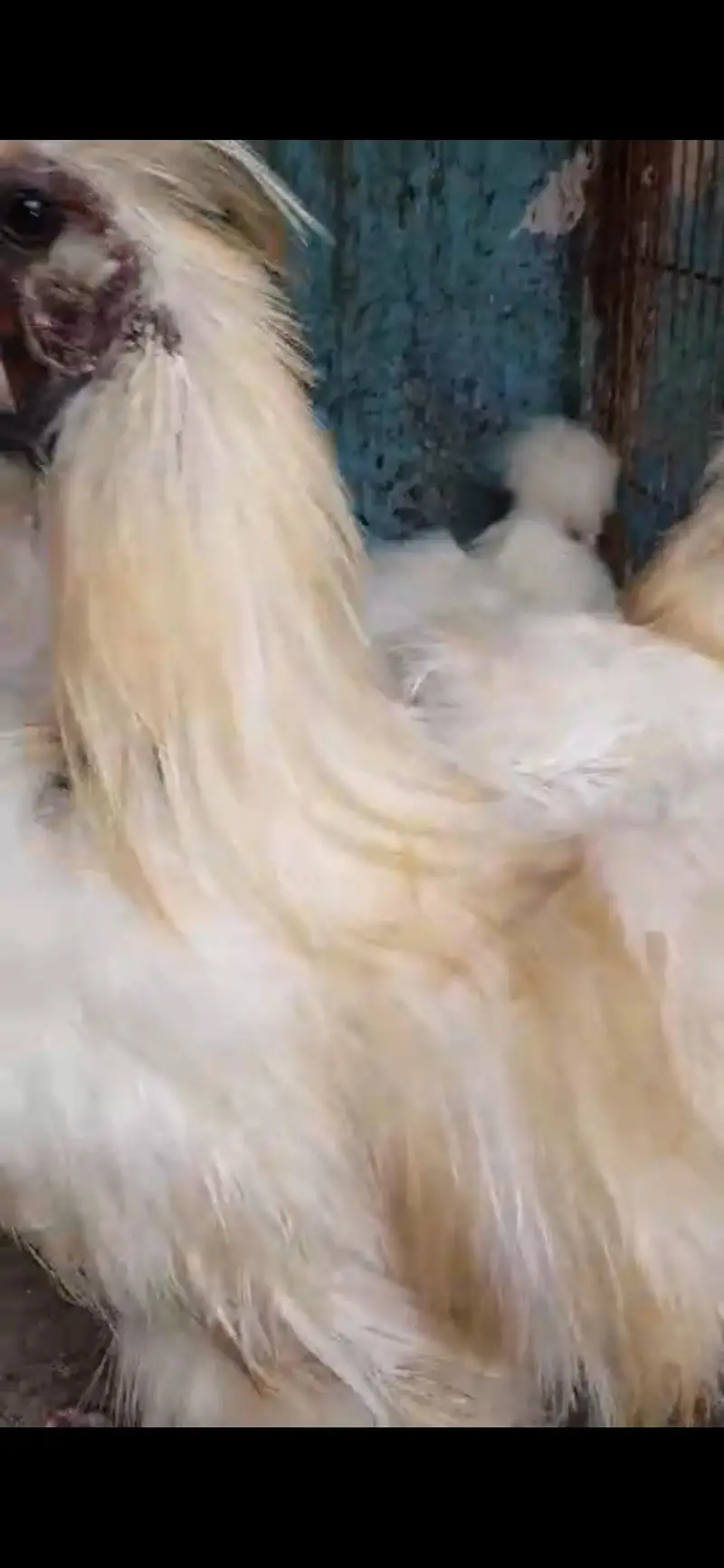 fancy hens pairs available — photo 6