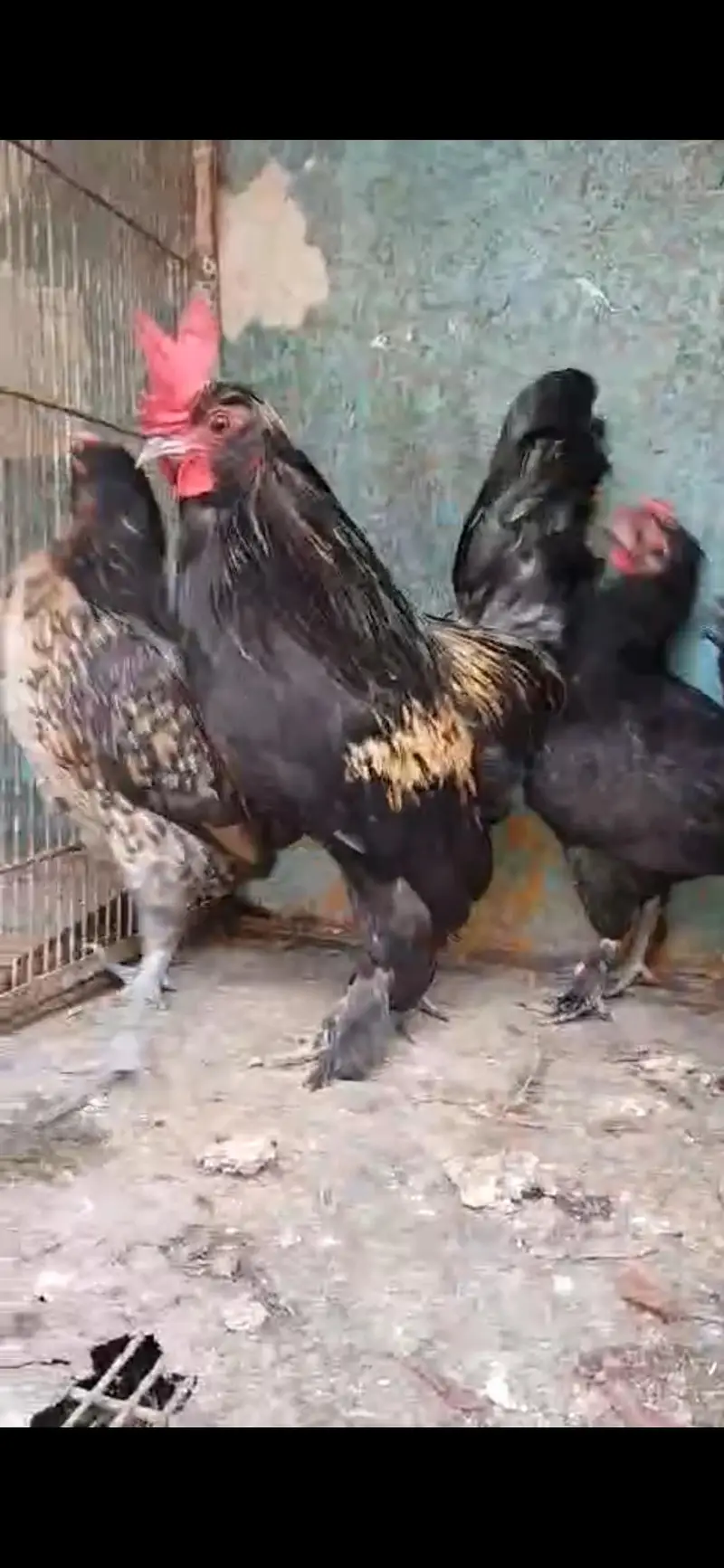 fancy hens pairs available — photo 7