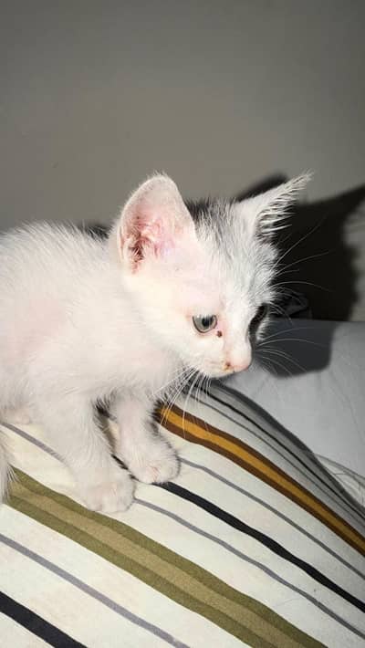 female cat only 2k