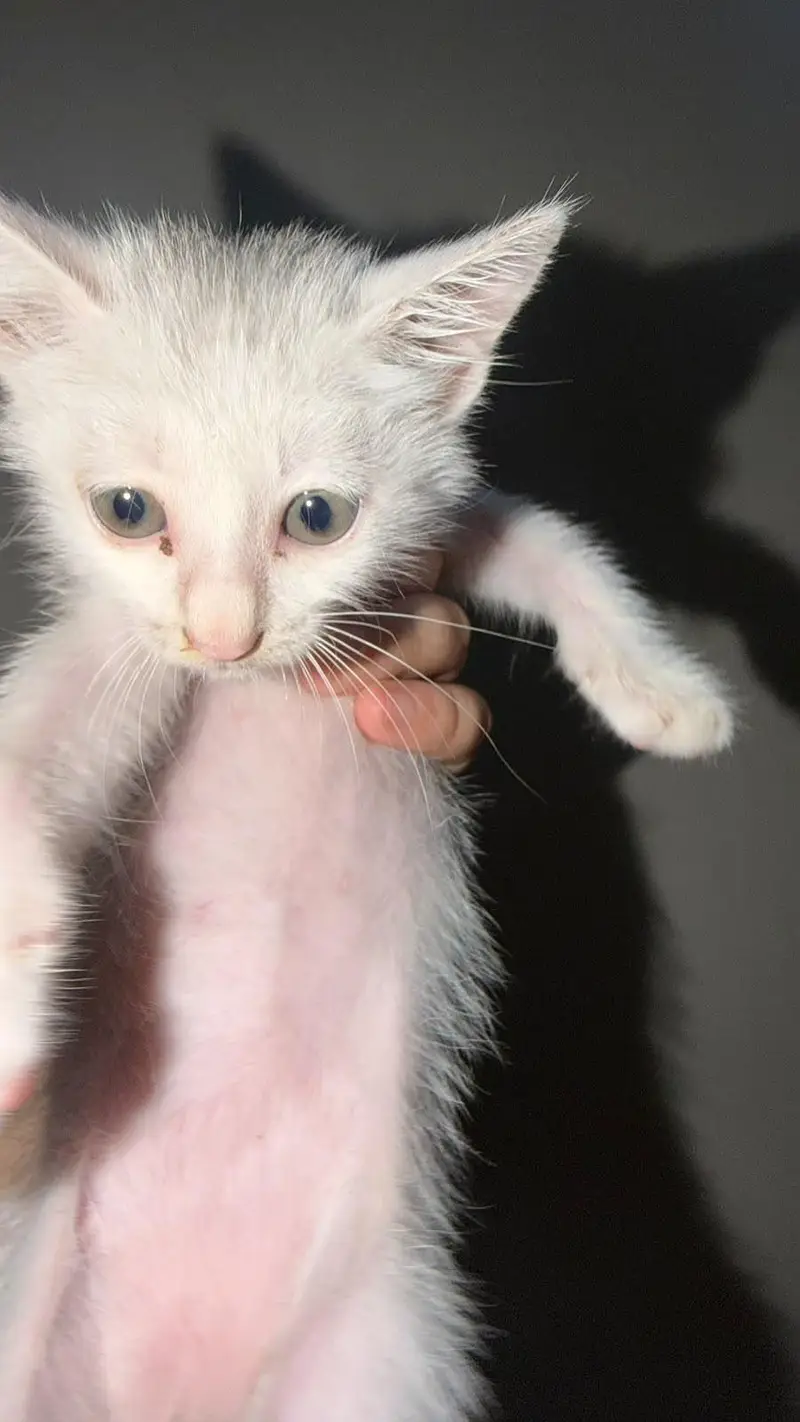 female cat only 2k — photo 2