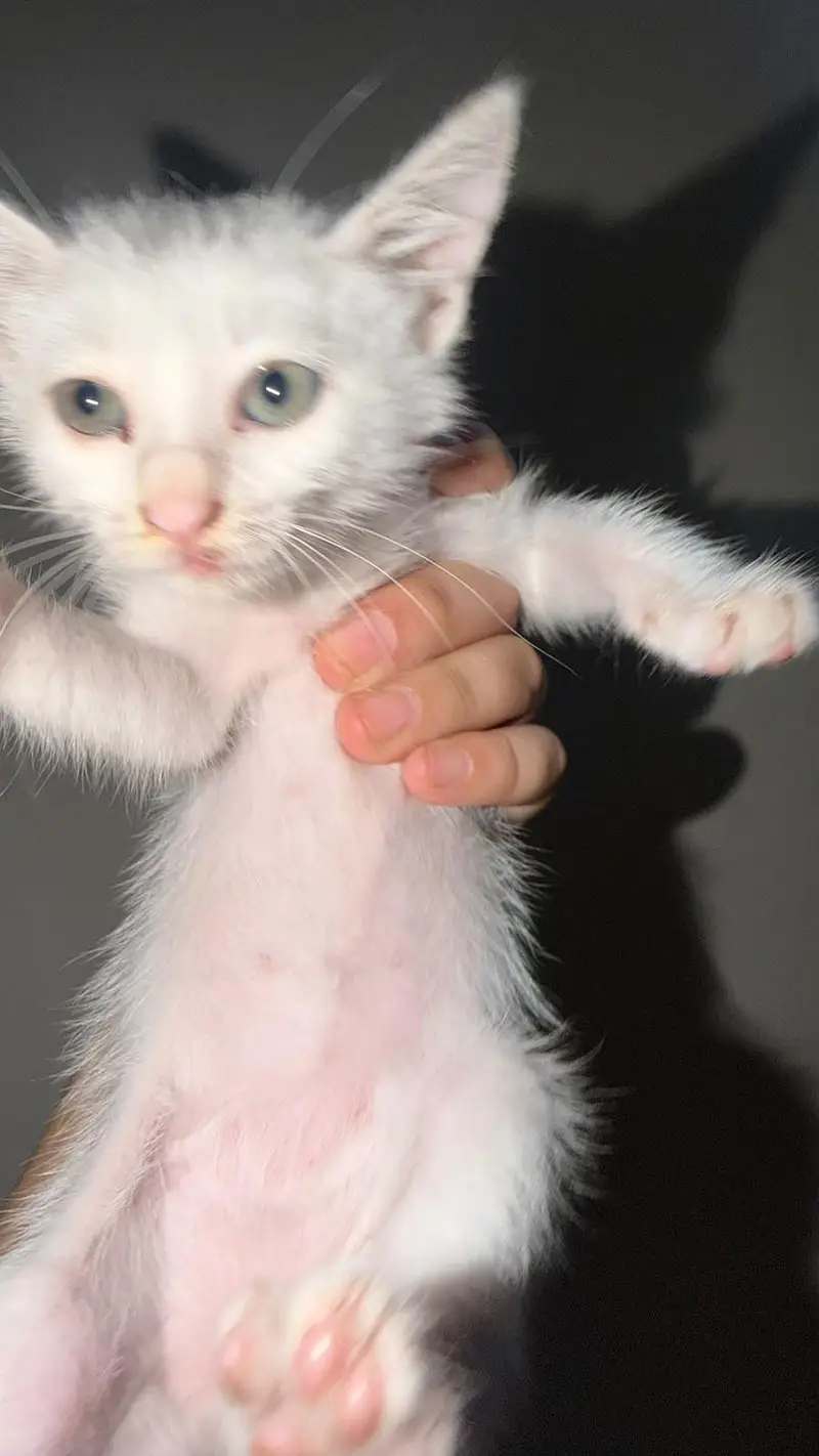 female cat only 2k — photo 3
