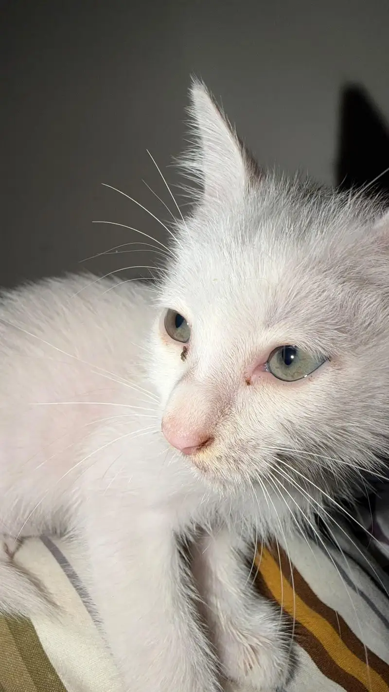 female cat only 2k — photo 4