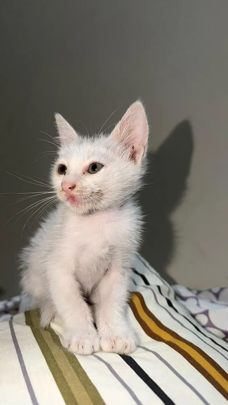 female cat only 2k — photo 5