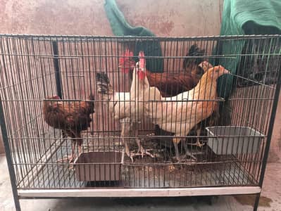 2 morgy ha or 3 morgiya ha with cage