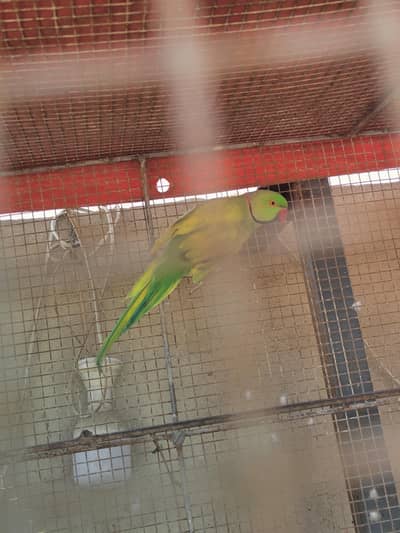 Ringneck