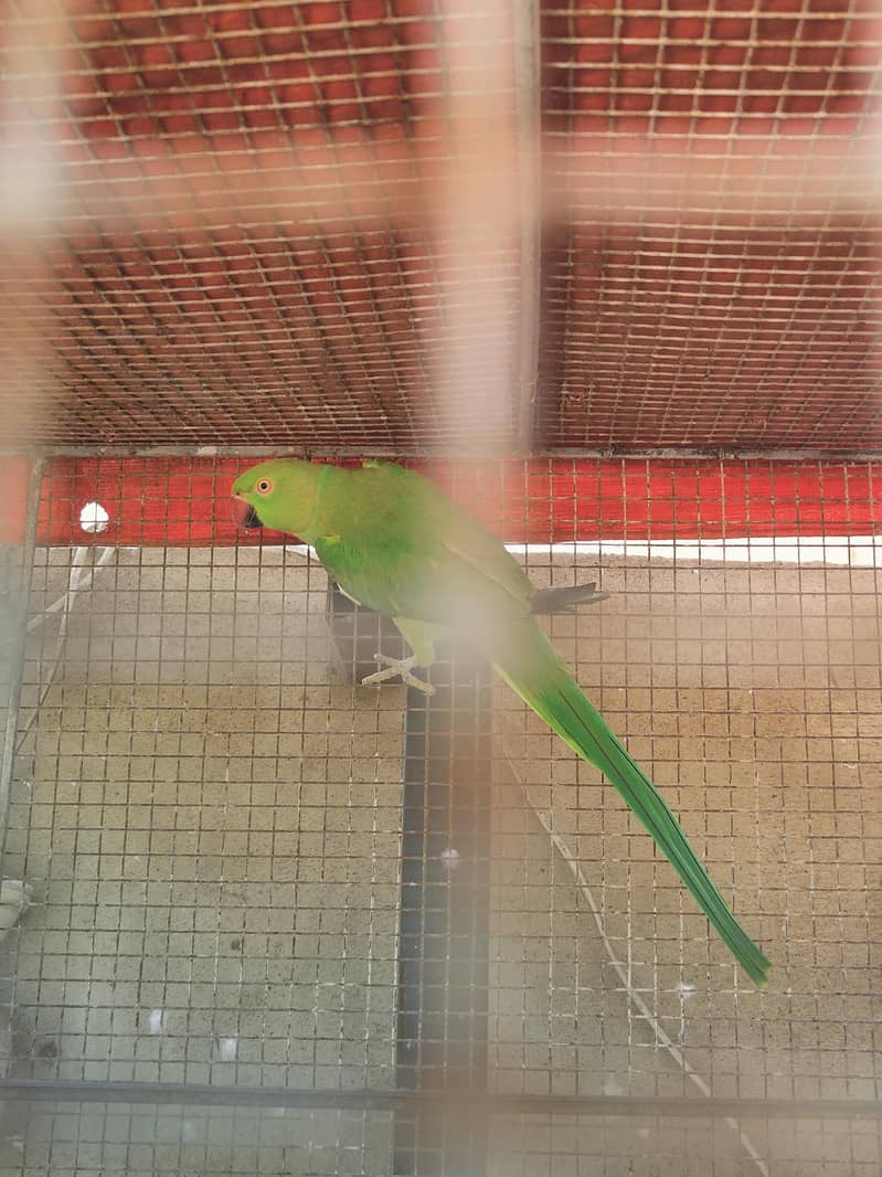 Ringneck 3