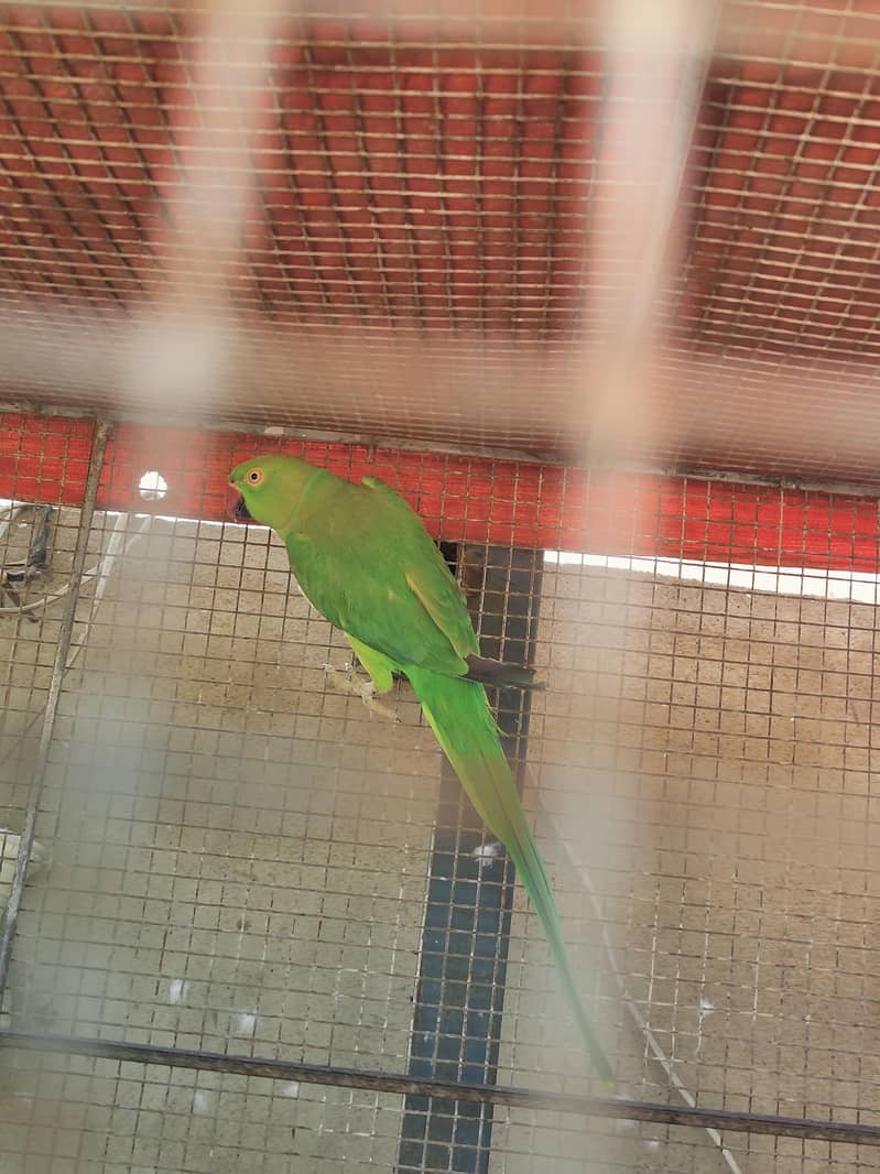 Ringneck 4