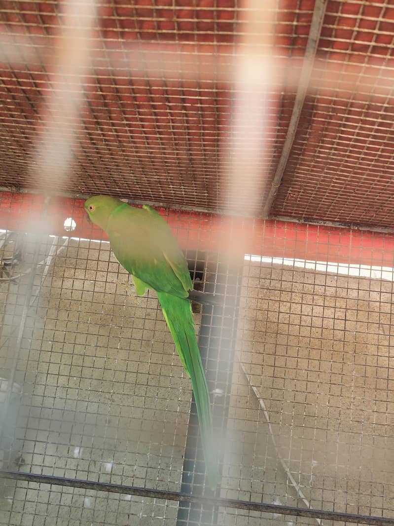 Ringneck 5
