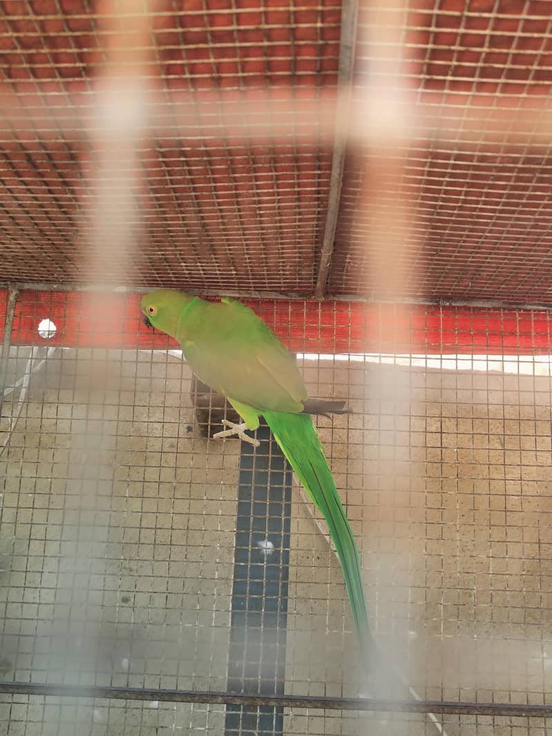 Ringneck 6